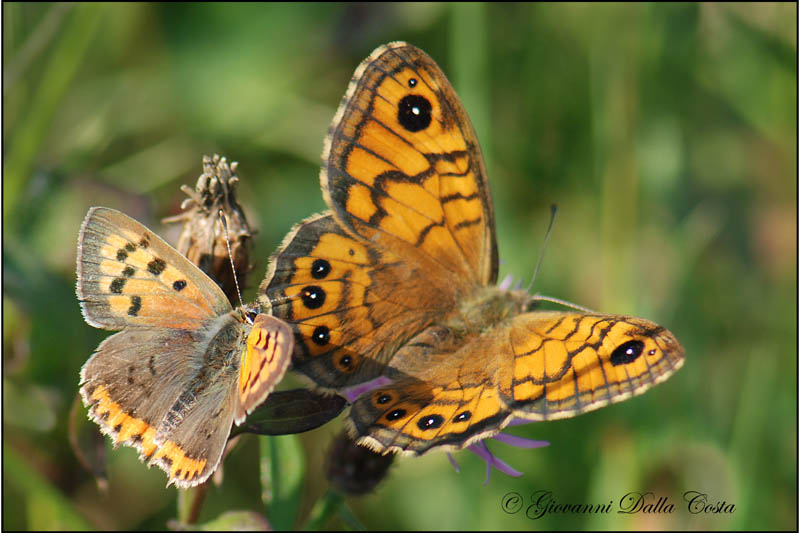 Lycaena phlaeas 